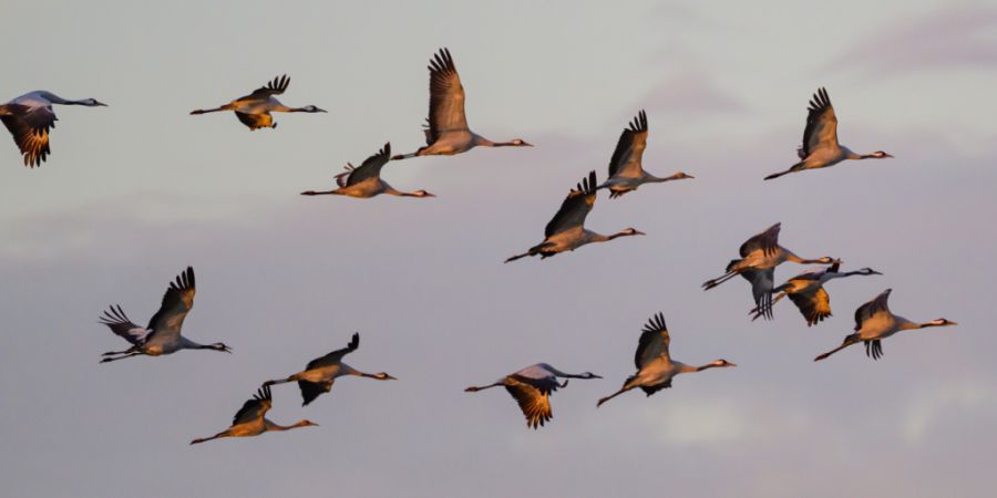 Kraniche fliegen vermehrt durch die Schweiz. (Archivbild)