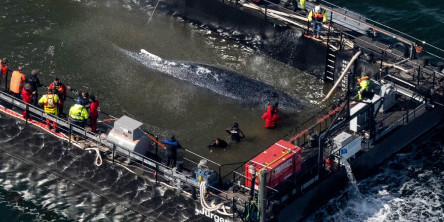 dpatopbilder - Der in der Ostsee gestrandete Buckelwal ist in dem für seinen Transport vorgesehenen Lastkahn angekommen. Foto: Stefan Sauer/dpa