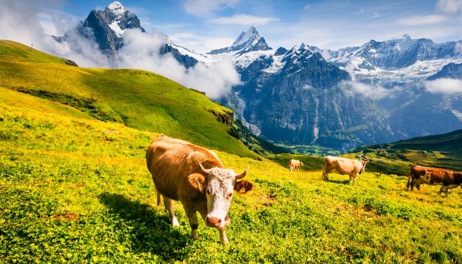 Kuh auf der Alpwiese