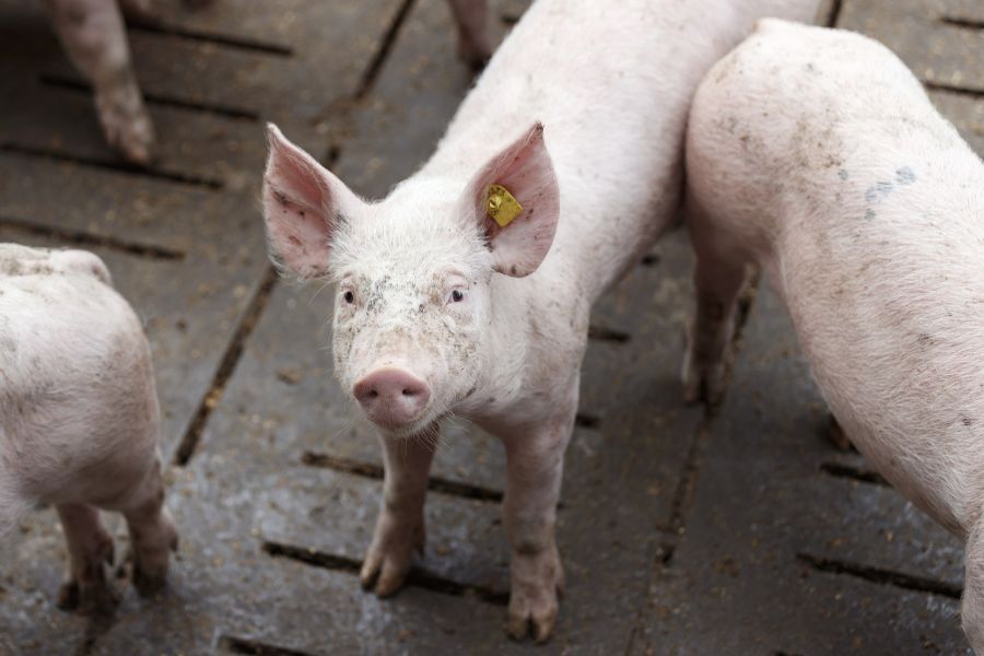 Nun suchen die Forschenden weitere Nutztiere, die ein solches Verhalten aufweisen. (Symbolbild)
