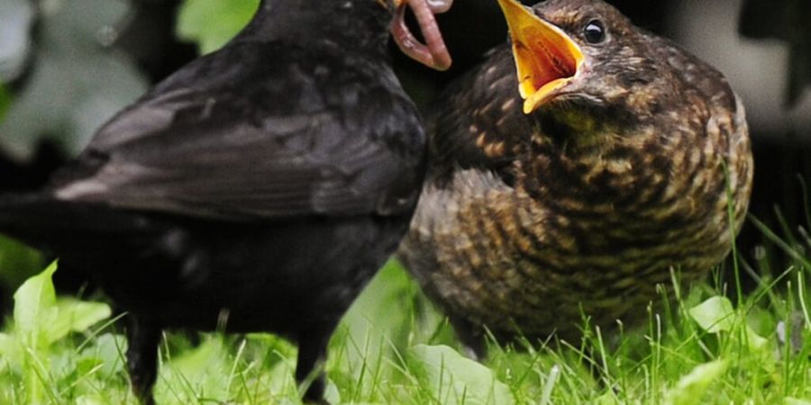 Junge Amseln werden auch ausserhalb des Nests noch von ihren Eltern gefüttert. (Archivaufnahme)