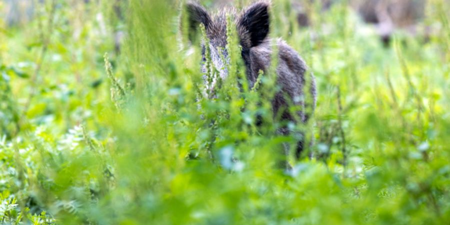 Im Kanton Bern soll künftig nicht mehr der Wildhüter Wildtierschäden schätzen. (Symbolbild)