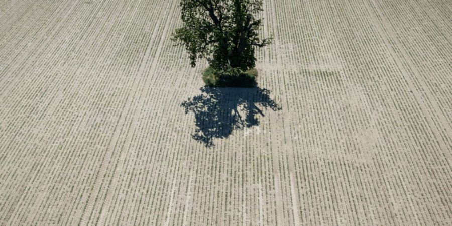 ARCHIV - Ein einzelner Baum steht auf einer ausgetrockneten Ackerfläche in der Wetterau. Foto: Boris Roessler/dpa