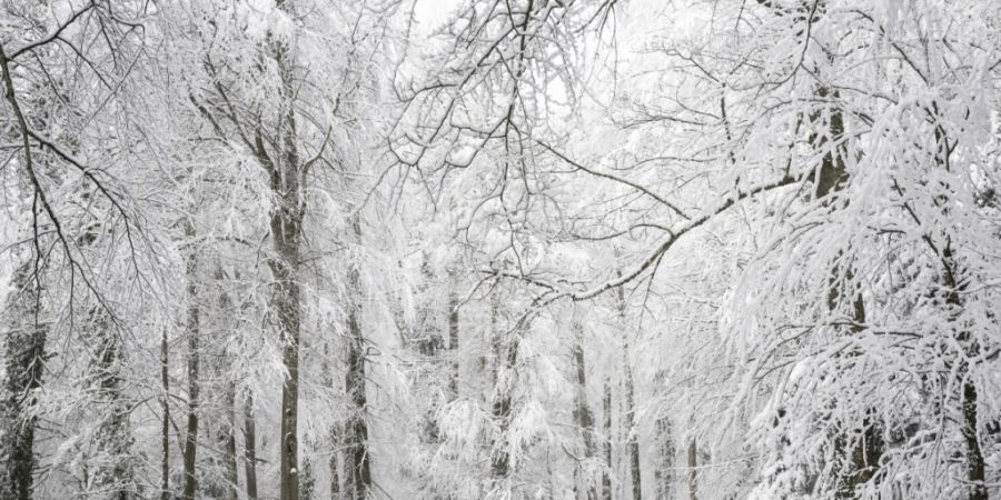 Der Wald beeinflusst die Schneeschmelze. (Symbolbild)