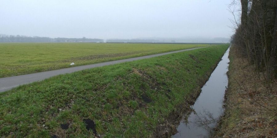 In Galmiz im freiburgischen Seebezirk sind aus bisher ungeklärten Gründen hunderte Fische verendet. (Archivbild)
