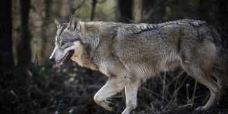 Graubünden - Jäger sollen weiterhin Wölfe schiessen dürfen