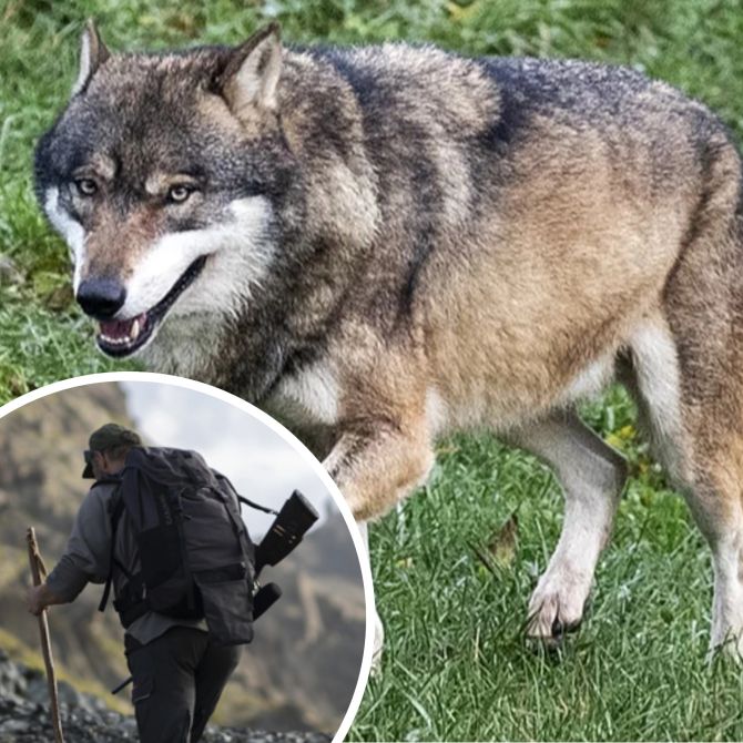 Wolf Graubünden Jagd Jäger