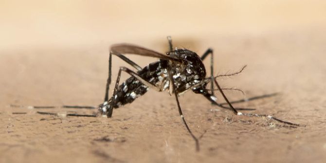 Tigermücke Klimawandel Dengue