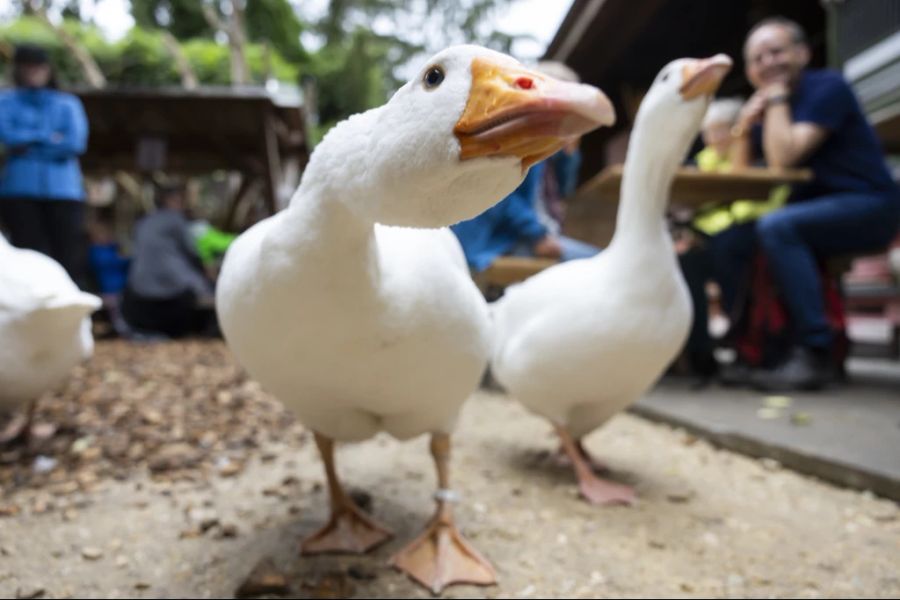 Über 400 Tiere hatten Platz in der Farm. (Archivbild)