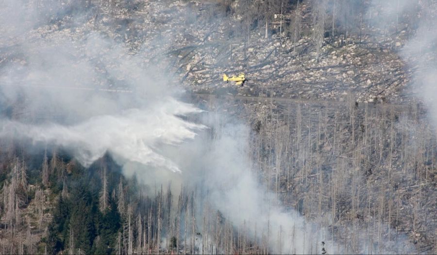 harz waldbrand