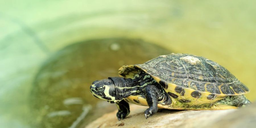 Wasserschildkröte Seitenprofil Nahaufnahme