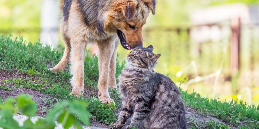 Hund und Katze