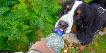 Hund bekommt Wasser aus Flasche