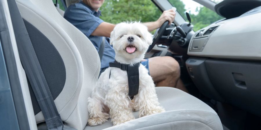 Hund im Auto