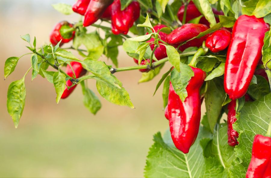 paprika, garten, grüner hintergrund