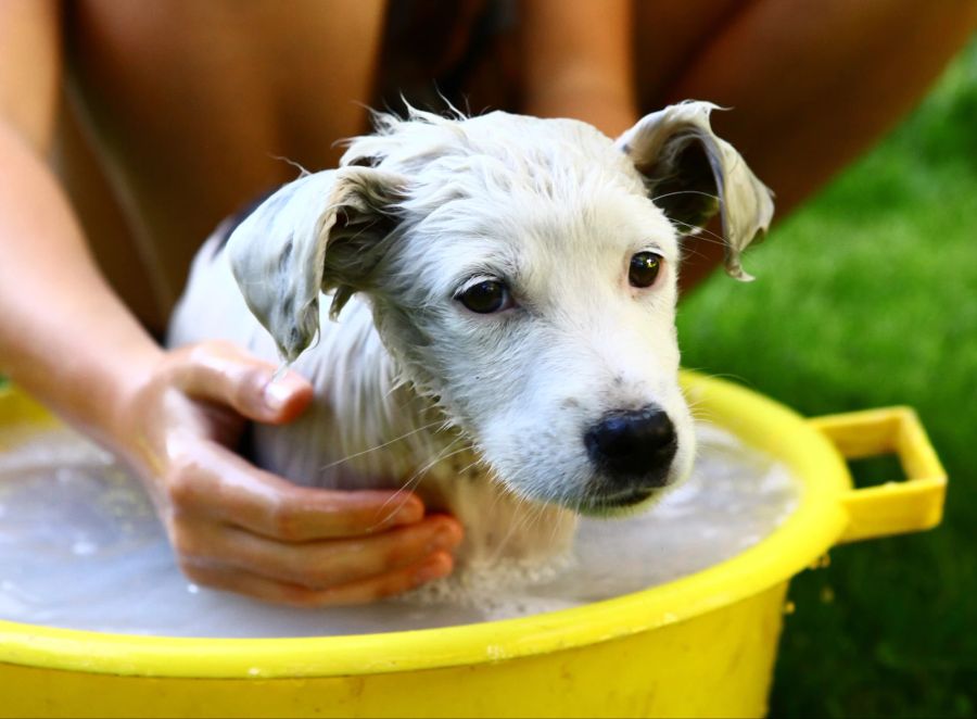 Hund, Bad, Wasser