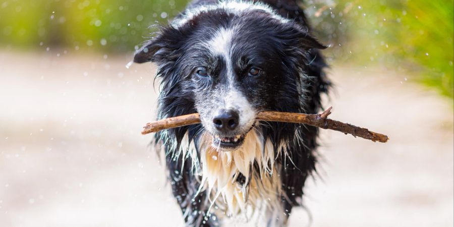 Hund mit Stock im Maul