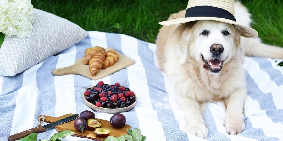 Hund auf Picknickdecke mit Obst