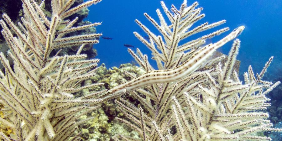 Trompetenfische, Belize Barriere Riff.