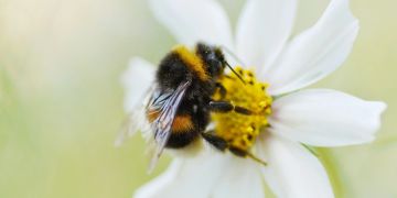 insekten hummel evolution schneller