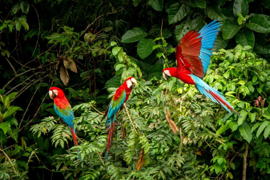 Guacamaya Urwald Vegetation Vögel