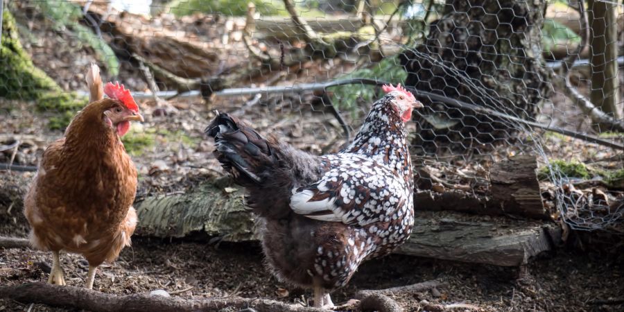 Plymouth-Rock-Huhn