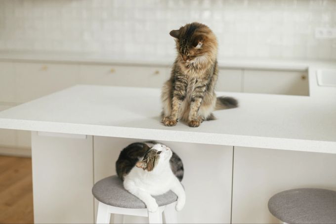 Falls eine neue Katze oder ein anderes Haustier in die Wohnung zieht, löst die Veränderung möglicherweise Stress beim Tier aus. Zwei Katzen
