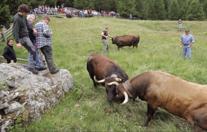 Kuhkampf auf der Alp Tschorr bei Ergisch im Oberwallis. (Archivbild) Alp Tschorr
