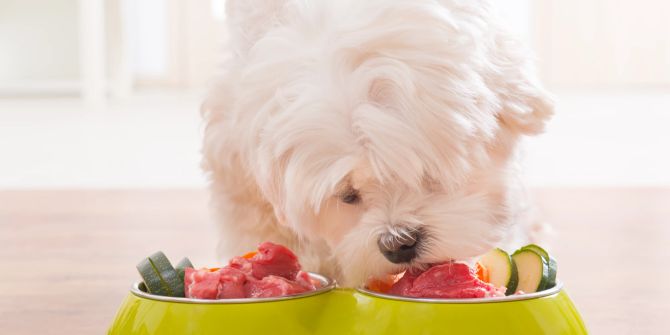 Hund frisst natürliche Nahrung aus einer Schüssel