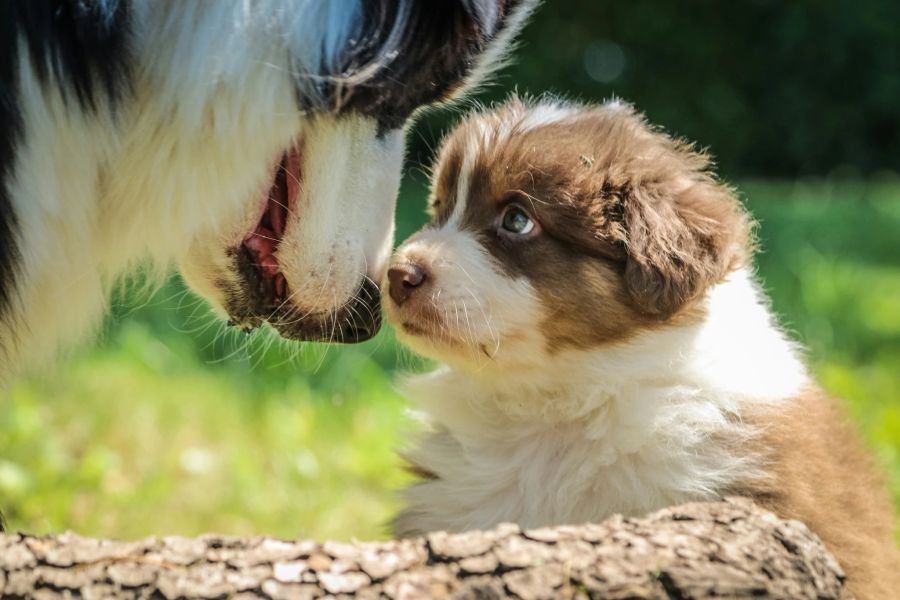 Welpen erziehen braucht viel Zeit und Geduld, aber es lohnt sich. Und es gibt genügend Ratgeber, Hundeschulen und Personen, die Ihnen zur Seite stehen können.