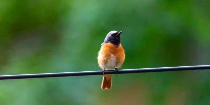 Der Gartenrotschwanz (Phoenicurus phoenicurus) gehört zu den prächtigsten Singvögeln in unseren Breiten. Vogel Kabel rot Natur