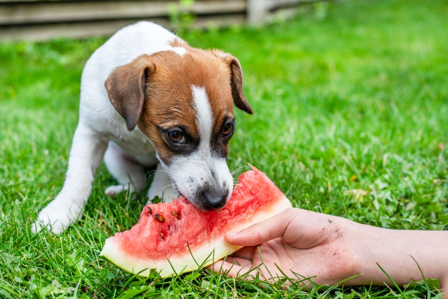 hund bbq grillen rezepte