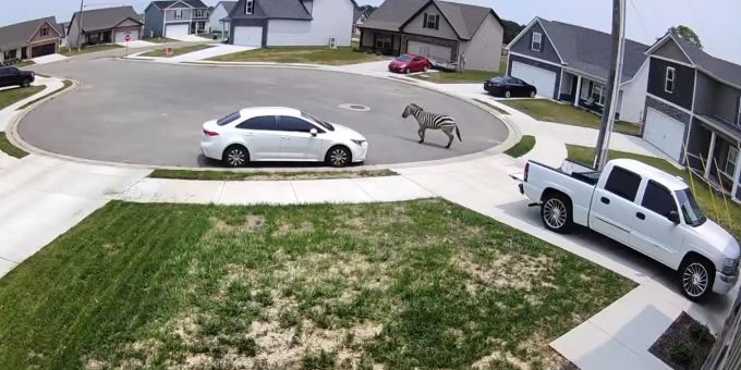 Das entflohene Zebra lief durch ein Wohnquartier in Tennessee. Zebra