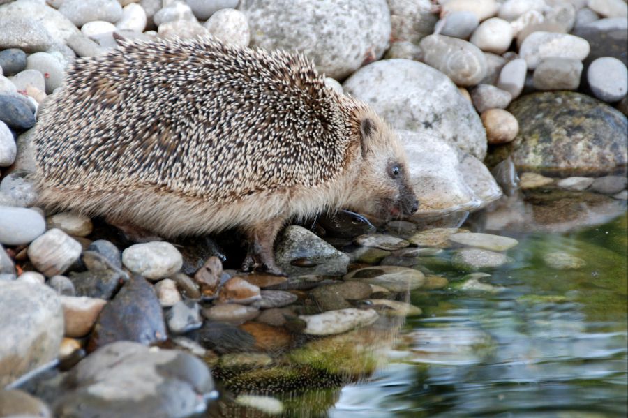 Verein pro Igel