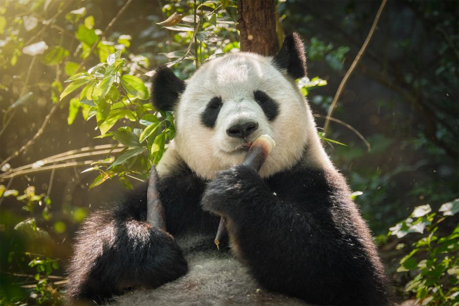 pandas sichuan