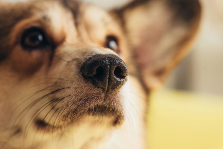 hund taub ohren taubheit