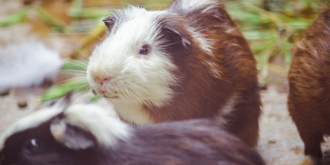 meerschweinchen kämpfen warum