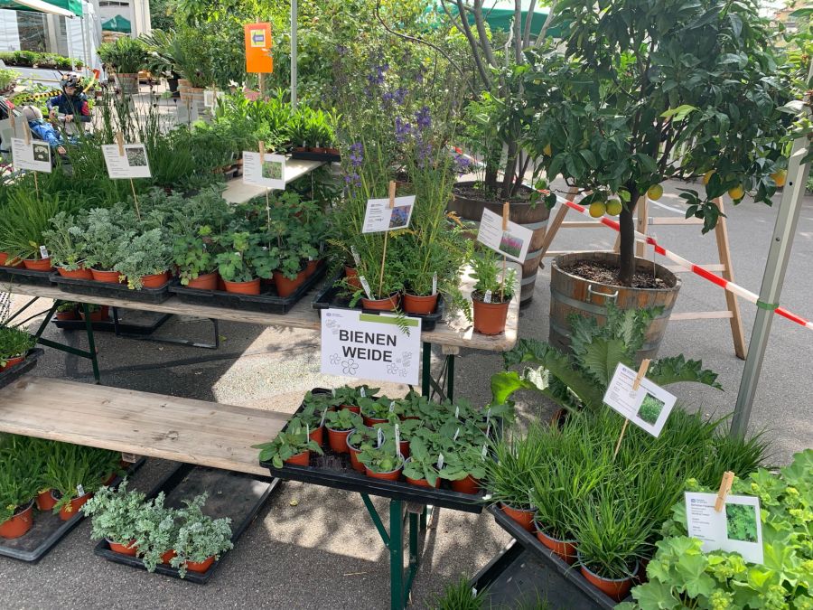 Der Markt, der noch bis Samstag geöffnet ist, bietet auch verschiedene Gemüsesetzlinge, Gartenkräuter und Pflanzen.