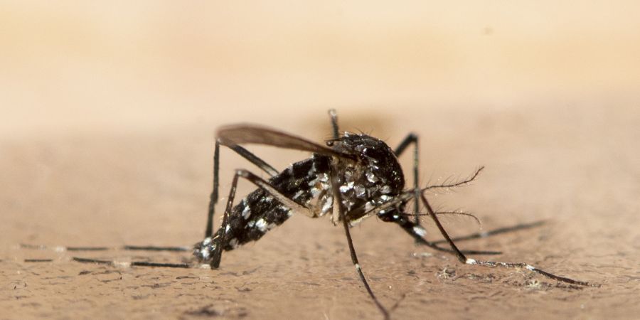 Chikungunya
