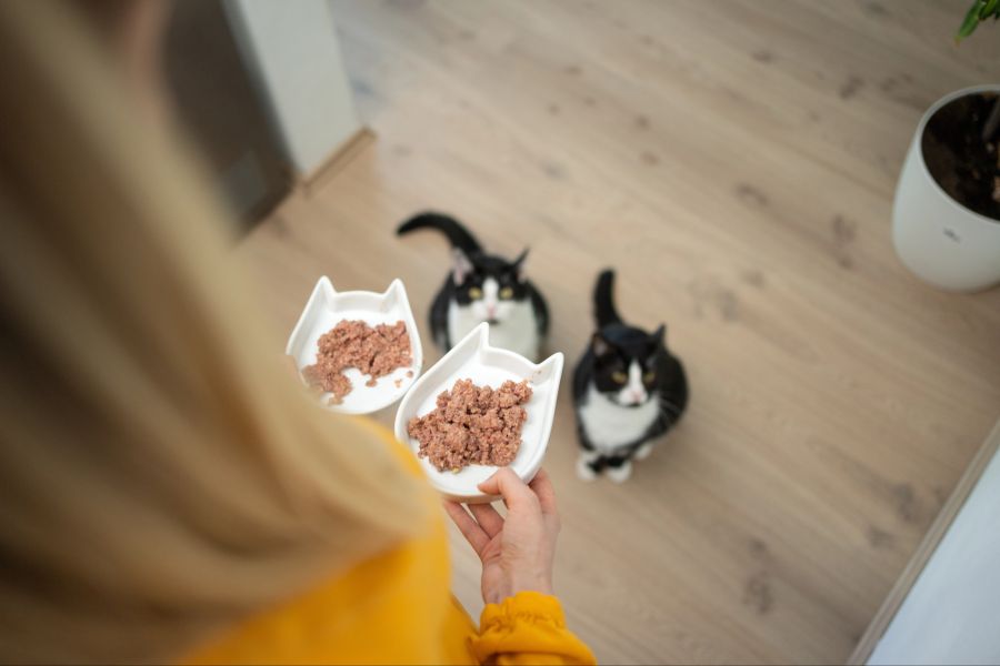 Katzen bekommen Futter