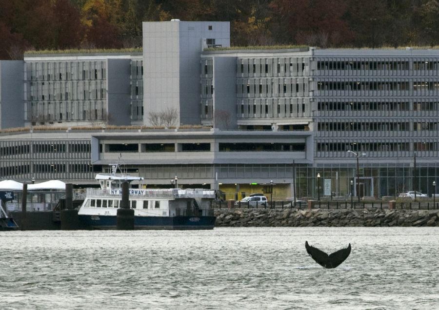 In den vergangenen Jahren ist die Anzahl der Meeressäuger vor der Küste New Yorks gestiegen.