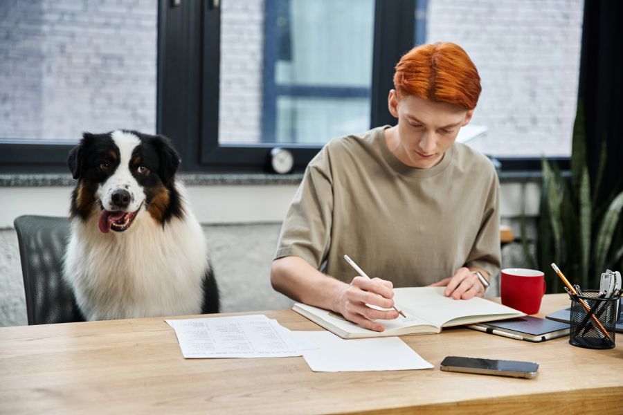 Hund Büro