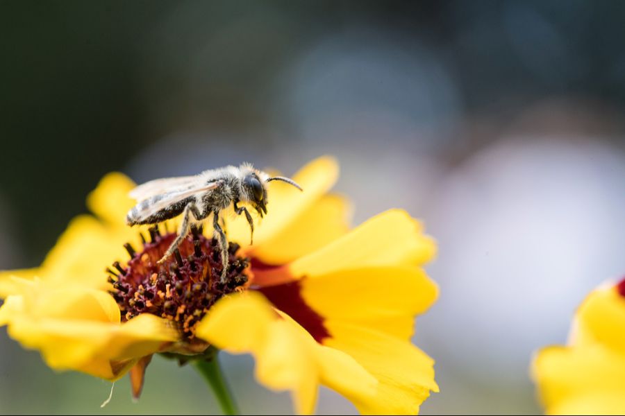 Wildbienen sind Einzelgänger und daher sehr friedlich.