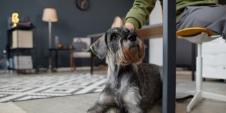 Allergiker-Tipp - Hunde und Allergene: Massnahmen für ein sauberes Heim Allergiker-Tipp - Hunde und Allergene: Massnahmen für ein sauberes Heim