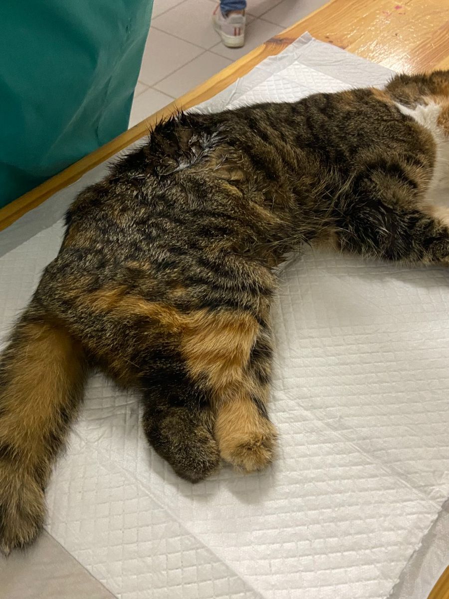 Diese Katze hat zwei Pfoten durch einen Mähunfall verloren.