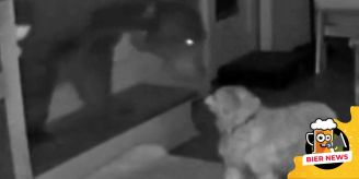 Pelziger Türsteher - Hund verteidigt sein Haus vor einem Bären Pelziger Türsteher - Hund verteidigt sein Haus vor einem Bären