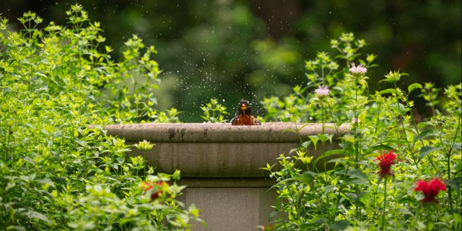 Vogeltränke