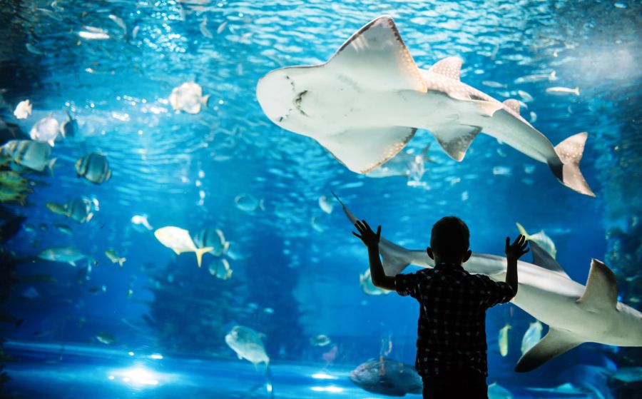Oceanário de Lisboa