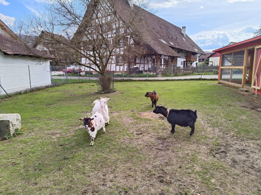 Neben Hasen und Laufenten gibt es im Schulzoo auch vier Geissen und ein Huhn. Diese kamen nicht abhanden.