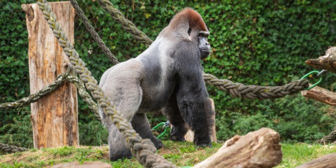 Gorilla Zoo Basel
